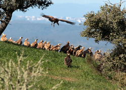 Turismo ornitológico / Birdwatching - Metnature, Consultoria e Serviços
