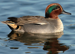 Turismo ornitológico / Birdwatching - Metnature, Consultoria e Serviços