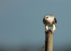 Turismo ornitológico / Birdwatching - Metnature, Consultoria e Serviços