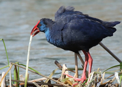 Turismo ornitológico / Birdwatching - Metnature, Consultoria e Serviços
